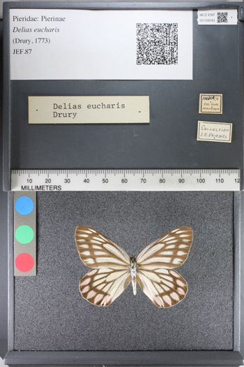Media type: image;   Entomology 128243